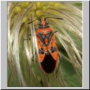 Corizus hyoscyami - Zimtwanze 04.jpg